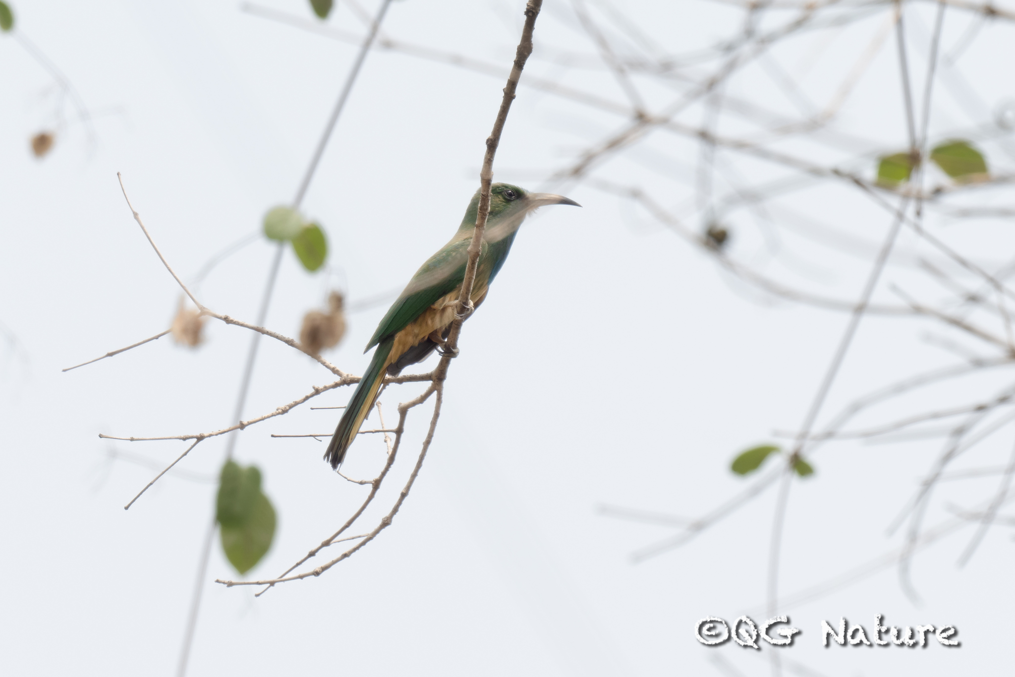 Blue-bearded Bee-eater