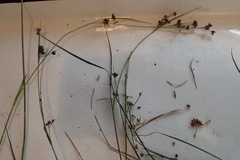 Rhynchospora globularis