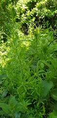 Galium aparine