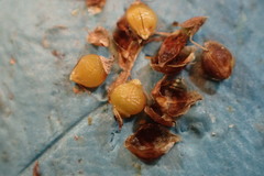 Rhynchospora globularis