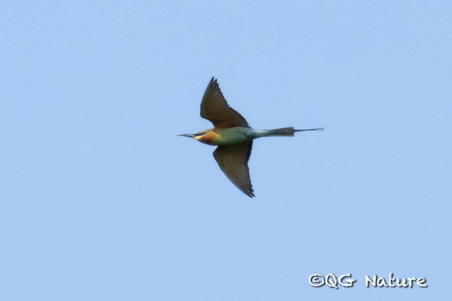 Blue-tailed Bee-eater
