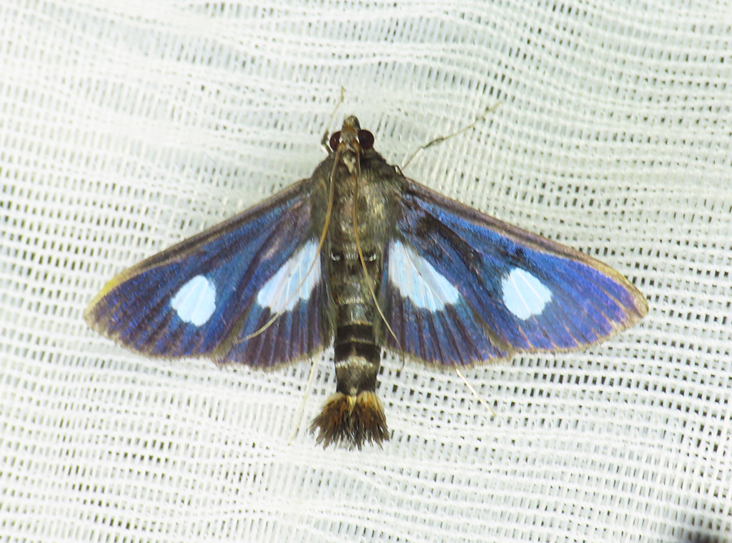 Diaphania mirabilis