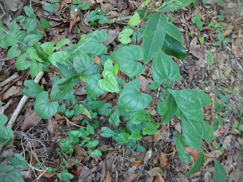Image of Dioscorea floridana by no rights reserved