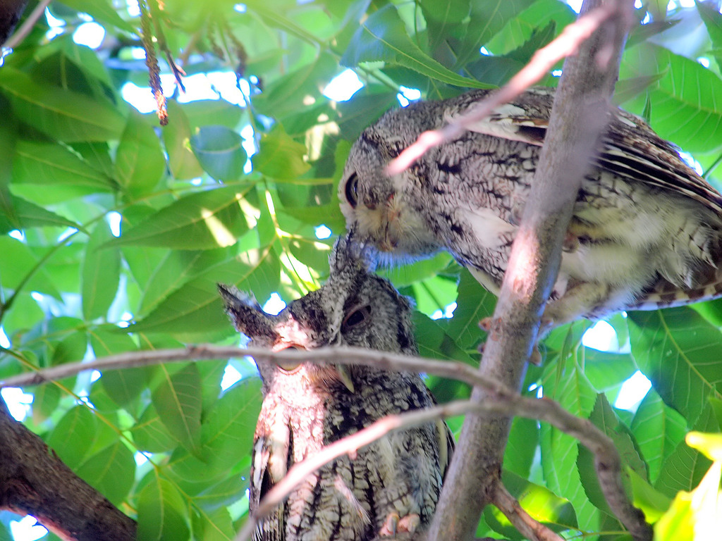 Eastern Screech-Owl from Leicester St, Garland, TX, USA on May 19, 2024 ...