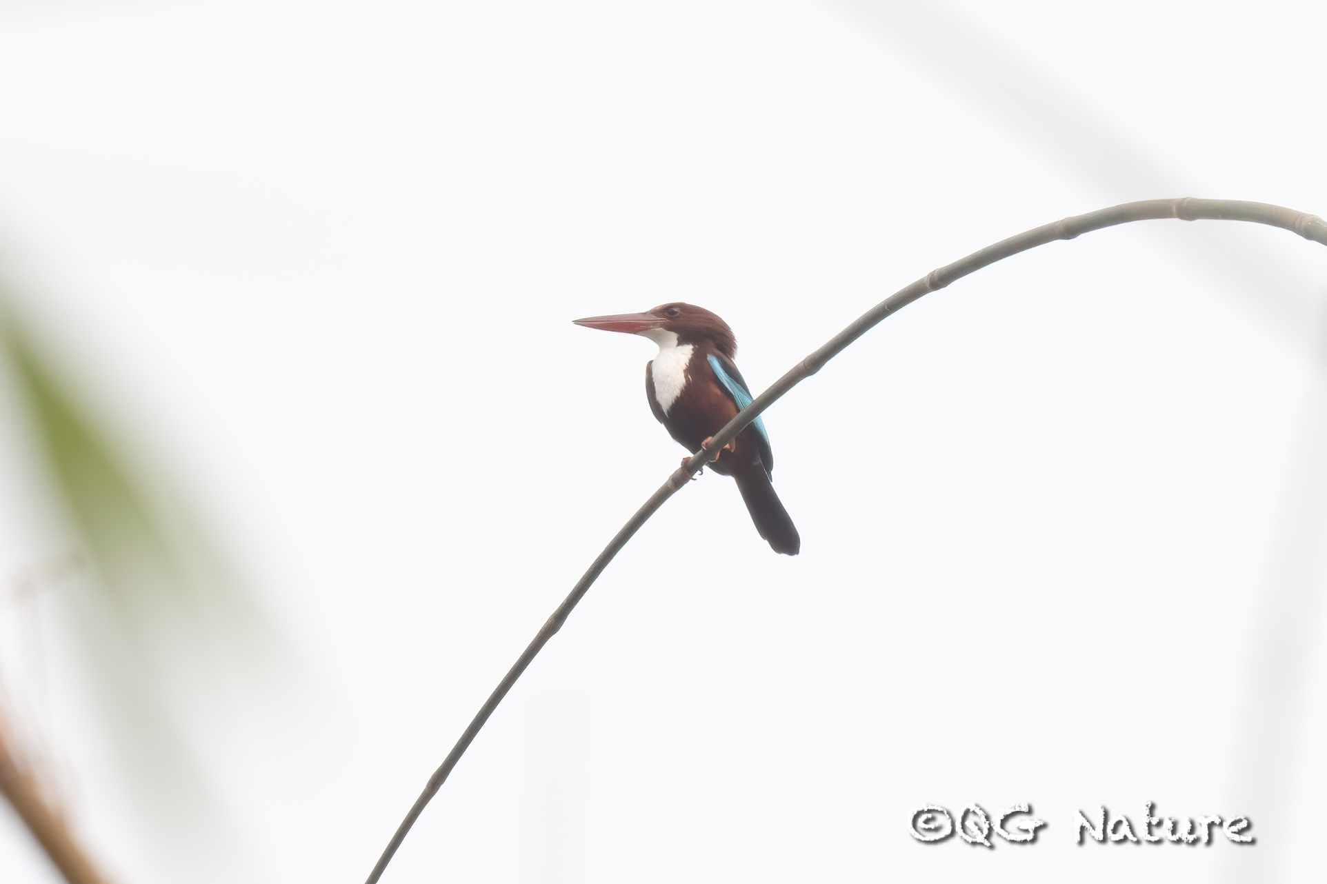 White-throated Kingfisher