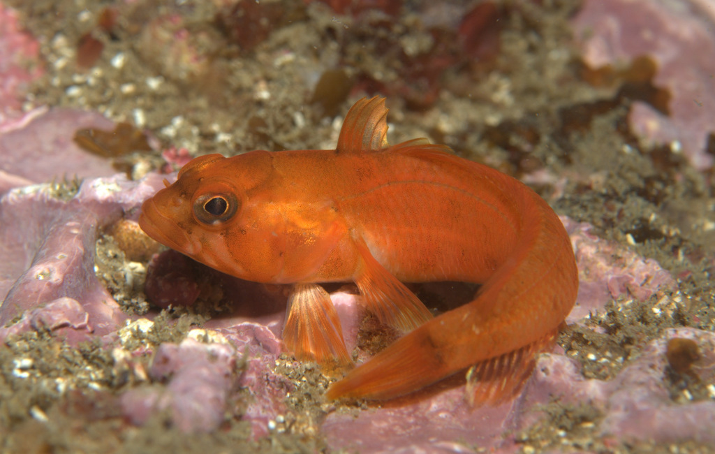 Kelp Notothen