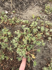 Chorizanthe howellii