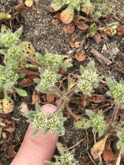 Chorizanthe howellii