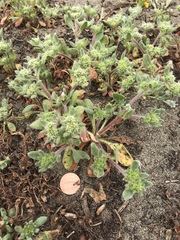 Chorizanthe howellii