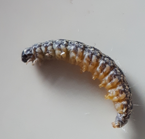 Spotted-seal enolmis moth