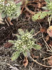 Chorizanthe howellii