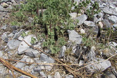 Aristolochia wrightii