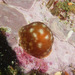 Lamellaria patagonica - Photo (c) Shallow Marine Surveys Group, some rights reserved (CC BY-NC), uploaded by Shallow Marine Surveys Group