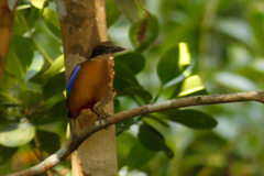 Mangrove Pitta photo 5