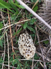 Morchellaceae