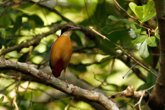 Mangrove Pitta photo 4