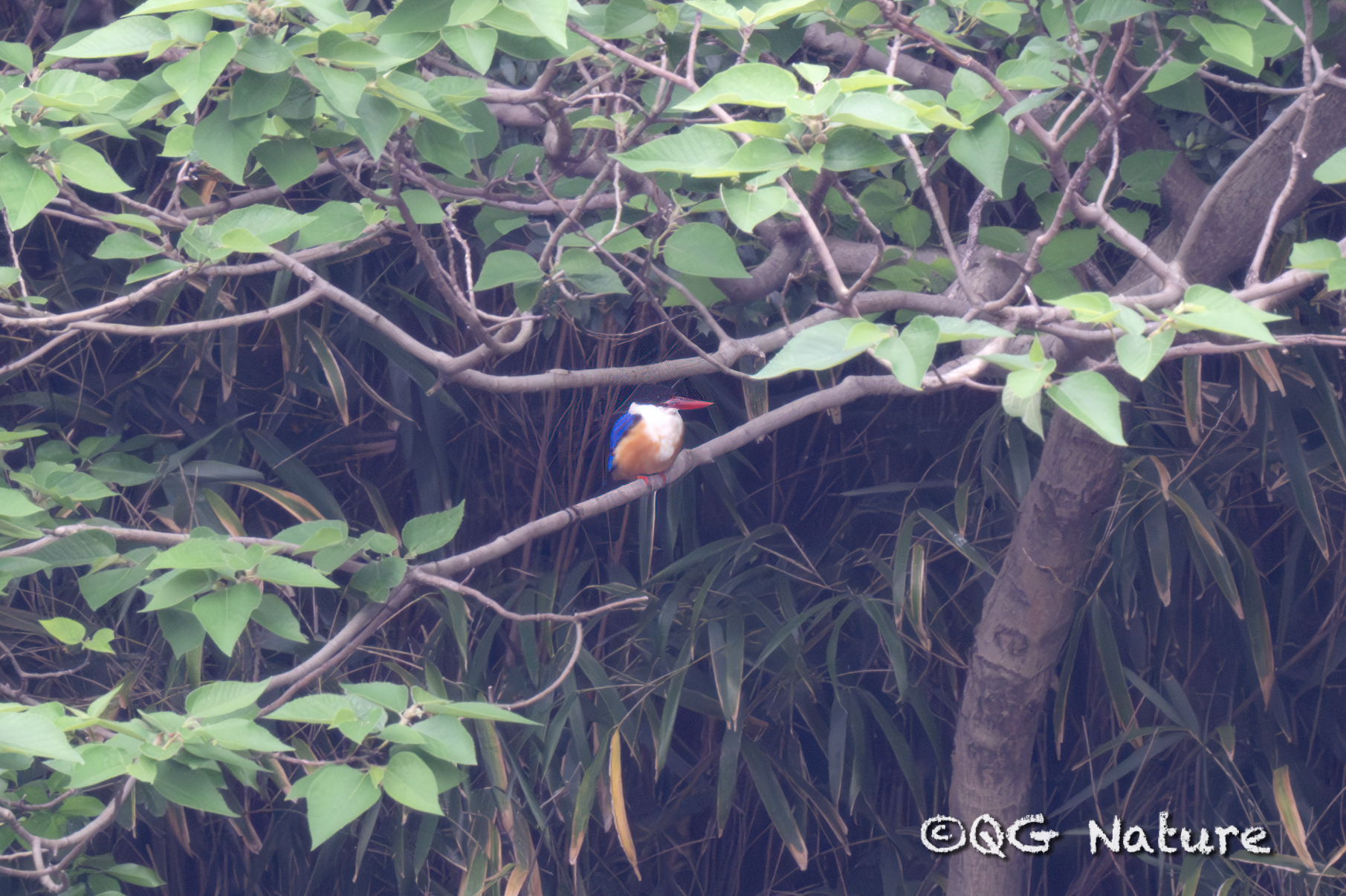 Black-capped Kingfisher
