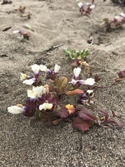 Collinsia corymbosa