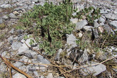 Aristolochia wrightii