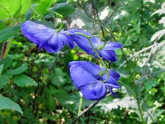 Aconitum fischeri