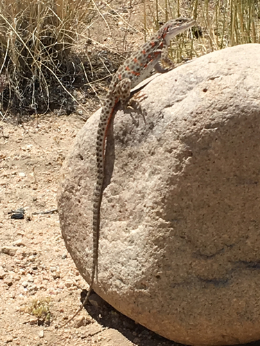 Gambelia wislizenii