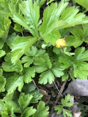 Waldsteinia fragarioides