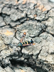 Synanthedon conopiformis