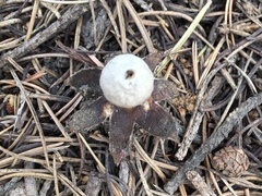 Geastrum pseudolimbatum