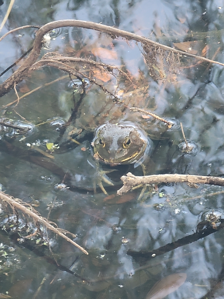 American Bullfrog from Leonhardt Lagoon, Dallas, TX 75210, USA on May ...