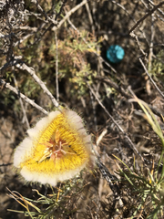 Calochortus weedii intermedius