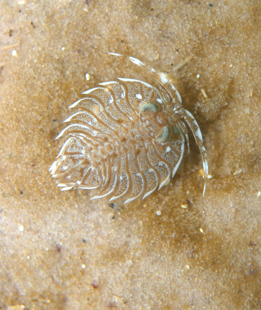Serolidae