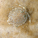 Serolidae - Photo (c) Shallow Marine Surveys Group, μερικά δικαιώματα διατηρούνται (CC BY-NC), uploaded by Shallow Marine Surveys Group