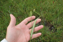 Carex flaccosperma