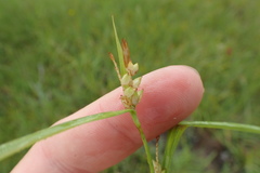 Carex flaccosperma