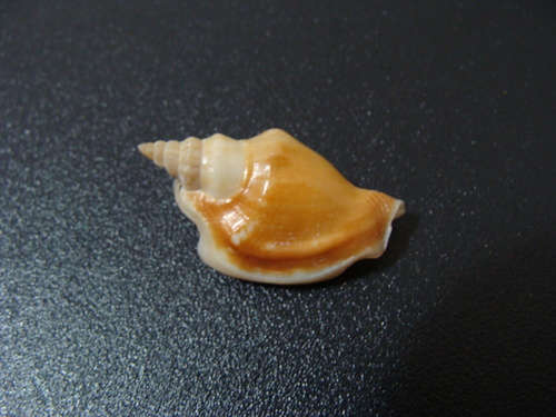 Ministrombus minimus