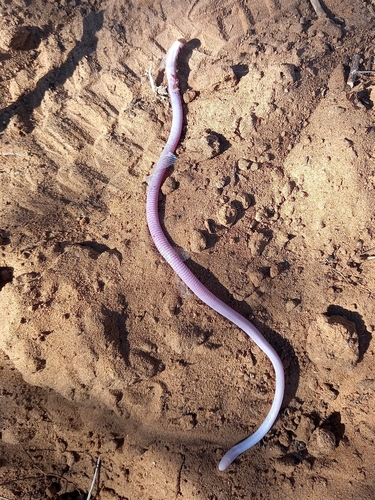Maurice’s Slender Worm Lizard, Monopeltis mauricei