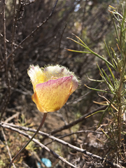 Calochortus weedii intermedius