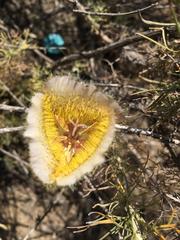 Calochortus weedii intermedius