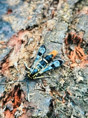 Synanthedon scoliaeformis