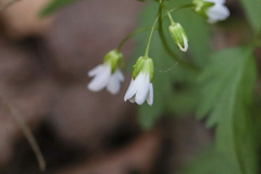 Cardamine diphylla