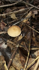 Marasmius maximus