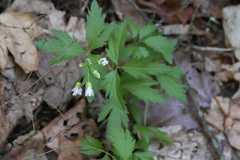 Cardamine diphylla