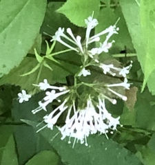 Valeriana pauciflora