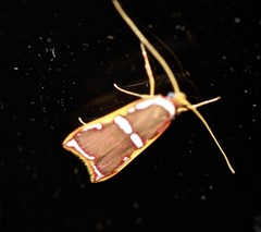 Barantola pulcherrima