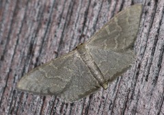 Idaea coercita