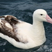 Southern Royal Albatross - Photo (c) tam_topes, some rights reserved (CC BY-NC), uploaded by tam_topes