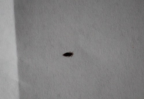 Human Louse photo 6