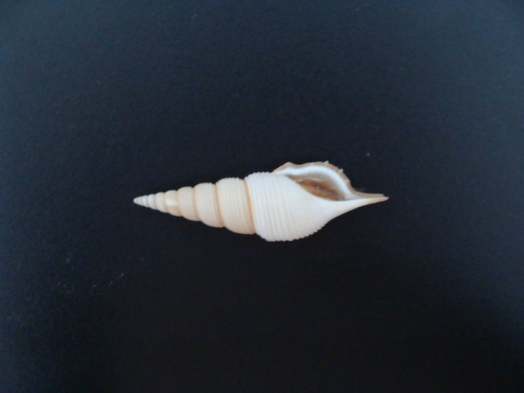 Powis's tibia