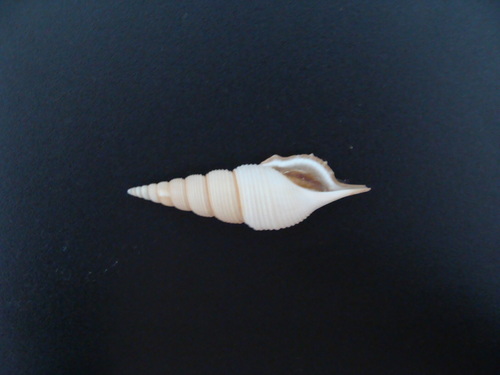 Rimellopsis powisii