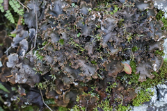 Peltigeraceae